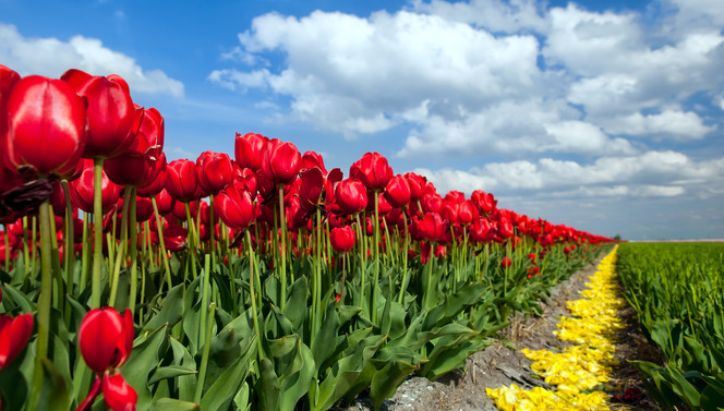 Vrolijk Voorjaar Arrangement