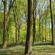 Kluisbos